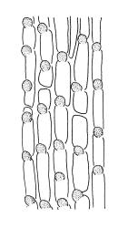 Timmia norvegica, adaxial cells of the costa, near limb base. Drawn from A.J. Fife 8478, CHR 464718.
 Image: R.C. Wagstaff © Landcare Research 2016 